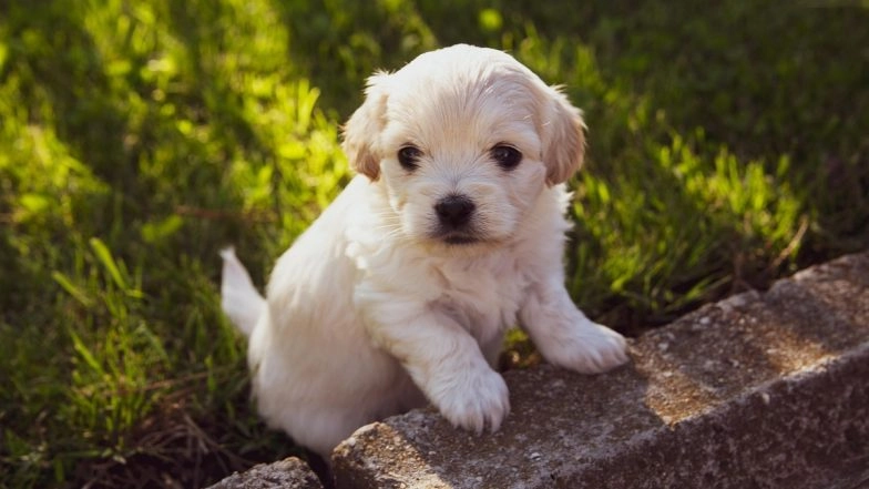 Mumbai Shocker: Man S*xually Assaults and Thrashes 2-Month-Old Puppy in Malad, Booked