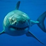 Sydney Shark Attack: 2 Critically Injured in 3 Separate Attacks in Just Over 24 Hours in Australia, Swimmers Urged To Stay out of Water