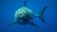 Shark Attack in Australia: 12-Year-Old Boy Bitten by Shark at Sydney Harbor Beach