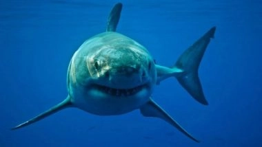 Shark Attack in Australia: 12-Year-Old Boy Bitten by Shark at Sydney Harbor Beach