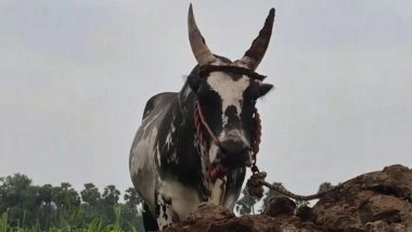 Tamil Nadu: Elderly Man Killed, 27 Injured During Bull Race at Pongal Festival in Vellore