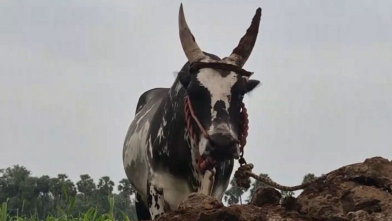 Tamil Nadu: Elderly Man Killed, 27 Injured During Bull Race at Pongal Festival in Vellore