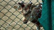 Karnataka: 4 Spotted Deer Die at Indira Priyadarshini Mini Zoo In Davangere; Facility Closed for Public Viewing Until Further Orders