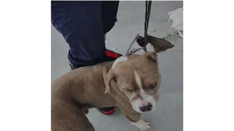 SDRF Rescues Pet Pit Bull Dog That Guarded Owner’s Body for 4 Days in Sub-Zero Temperatures Amid Heavy Snowfall in Bharmour (Watch Video)