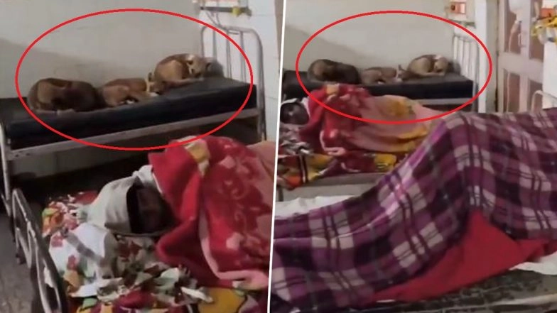 Uttar Pradesh: After Rats, Viral Video Shows Stray Dogs Sleeping on Beds Inside Gonda Hospital Ward