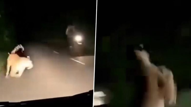Tiger Attack in Arunachal Pradesh: Police Constable Chikseng Manpung Mauled to Death by Tiger While Riding Bike on Dibang Valley, Disturbing Video Surfaces