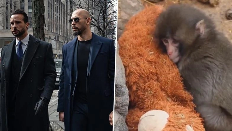 Punch the Monkey Viral Video: Tristan Tate and Andrew Tate Offer USD 2,50,000 To Buy the Macaque After Bullying Videos