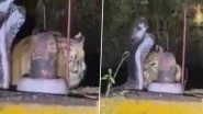 &lsquo;Devotee Tiger&rsquo; Viral Video: Big Cat Seen Rubbing Head On Sacred Shivling in Madhya Pradesh&rsquo;s Katni Forest