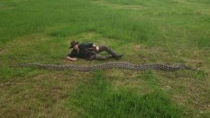 social-viral-Indonesian Reticulated Python ‘Ibu Baron’ Named World’s Longest Wild Snake by Guinness World Records (Watch Video)