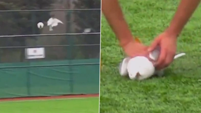 Seagull Revives As Player Gives On-Field CPR After Goalkeeper Accidentally Hits Bird With Ball During Amateur League Match in Istanbul (Watch Viral Video)