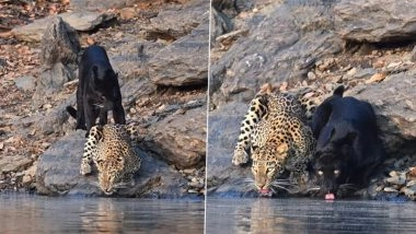 Rare Moment in the Wild: Black Panther and Leopard Spotted Drinking Water Together in Karnataka&rsquo;s Bhadra Tiger Reserve (Watch Video)