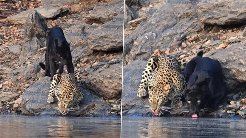 Rare Moment in the Wild: Black Panther and Leopard Spotted Drinking Water Together in Karnataka’s Bhadra Tiger Reserve (Watch Video)