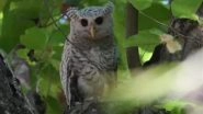 Rare Spot-Bellied Eagle-Owl Spotted in Jim Corbett National Park: &lsquo;Ghost of the Forest&rsquo; Captured on Camera in Uttarakhand, Video Surfaces