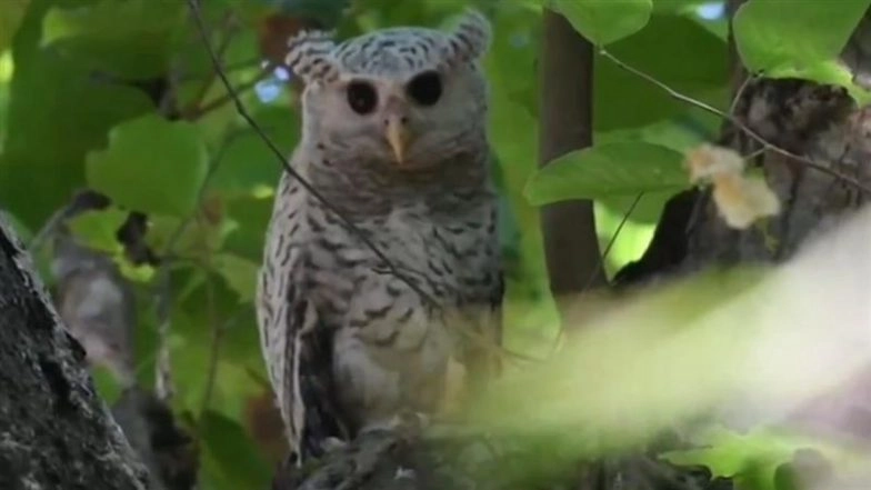 Rare Spot-Bellied Eagle-Owl Spotted in Jim Corbett National Park: ‘Ghost of the Forest’ Captured on Camera in Uttarakhand, Video Surfaces