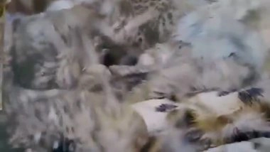 Namibian Cheetah Aasha Gives Birth to 5 Cubs at Kuno National Park in Madhya Pradesh, India Count Rises to 35 (Watch Video)