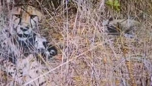 social-viral-Cheetah ‘Aasha’ Gives Birth to 5 Cubs at Kuno National Park, Madhya Pradesh CM Mohan Yadav Calls It ‘Moment of Pure Pride’ As India’s Cheetah Count Hits 35 (Watch Video)