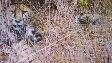 Cheetah &lsquo;Aasha&rsquo; Gives Birth to 5 Cubs at Kuno National Park, Madhya Pradesh CM Mohan Yadav Calls It &lsquo;Moment of Pure Pride&rsquo; As India&rsquo;s Cheetah Count Hits 35 (Watch Video)