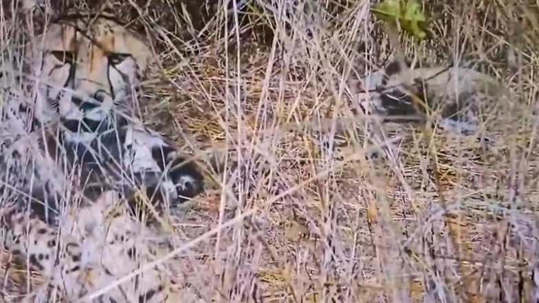 Cheetah ‘Aasha’ Gives Birth to 5 Cubs at Kuno National Park, Madhya Pradesh CM Mohan Yadav Calls It ‘Moment of Pure Pride’ As India’s Cheetah Count Hits 35 (Watch Video)