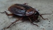 Valentine&rsquo;s Day 2026: Name a Cockroach After Your Ex and Feed It to Meerkat at Poland Zoo