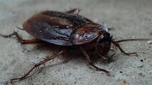 Valentine’s Day 2026: Name a Cockroach After Your Ex and Feed It to Meerkat at Poland Zoo