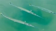 Rare Peacock-Tailed Needlefish Spotted at Gomti Ghat in Dwarka, Sparks Scientific and Spiritual Buzz (Watch Video) Rare Peacock-Tailed Needlefish Spotted at Gomti Ghat in Dwarka, Sparks Scientific and Spiritual Buzz (Watch Video)