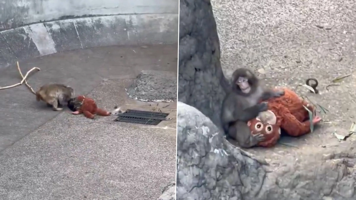Viral News | Baby Monkey 'Punch' Facing Renewed Bullying at Japan Zoo  Despite Brief Social Progress | 👍 LatestLY
