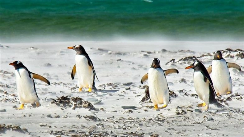 Why Thousands of Penguins Are Dying in Argentina’s Monte Leon National Park? | 🌎 LatestLY