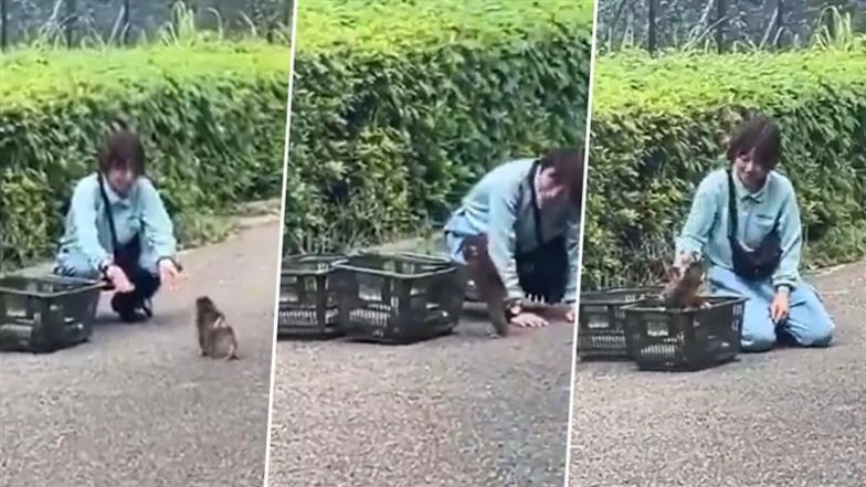 Punch the Monkey Viral Video: Baby Macaque Steps out of Cage, Shares Heartwarming Bond With Ichikawa Zoo Staff (Watch Video)