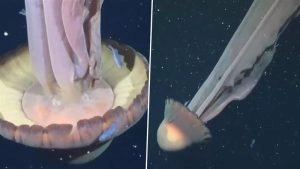 social-viral-Giant Phantom Jellyfish Spotted: Scientists Record Bus-Sized Jellyfish With 33-Foot Tentacles in Deep Waters off Argentina Coast (Watch Video)
