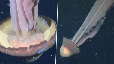 Giant Phantom Jellyfish Spotted: Scientists Record Bus-Sized Jellyfish With 33-Foot Tentacles in Deep Waters off Argentina Coast (Watch Video)