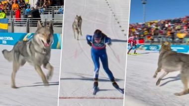 Dog at Olympics 2026 Video: Local Czechoslovakian Wolfdog &lsquo;Nazgul&rsquo; Steals Spotlight During Cross-Country Ski Event