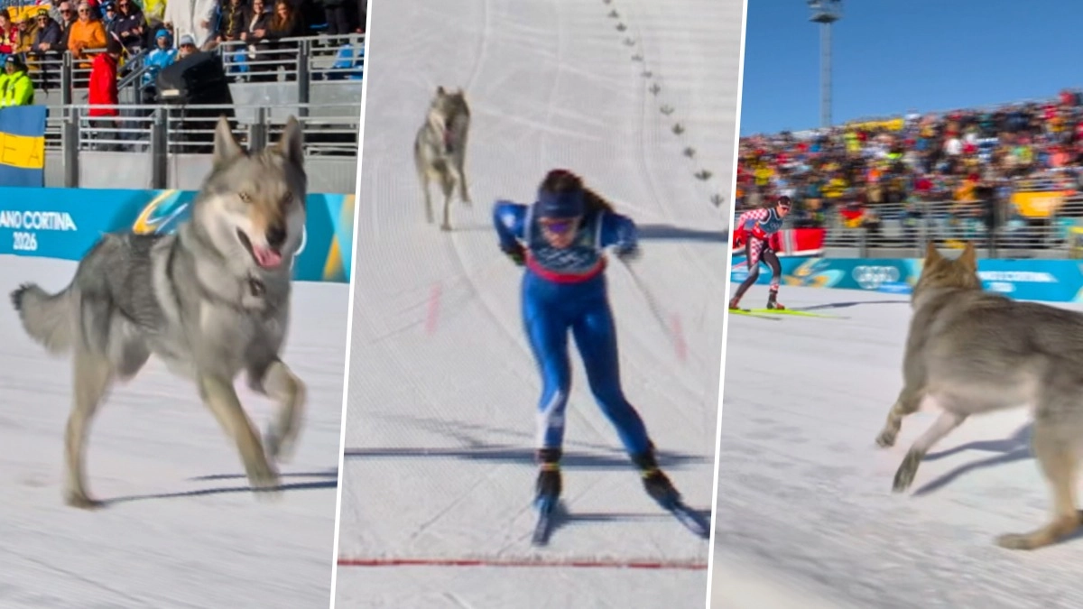 Dog at Olympics 2026 Video: Local Czechoslovakian Wolfdog ‘Nazgul’ Steals Spotlight During Cross-Country Ski Event