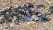 H5N1 Bird Flu Outbreak Confirmed in Chennai After Mass Crow Deaths; What Avian Influenza Is, How Dangerous It Can Be and Measures to Curb Its Spread