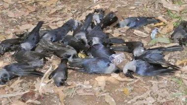 H5N1 Bird Flu Outbreak Confirmed in Chennai After Mass Crow Deaths; What Avian Influenza Is, How Dangerous It Can Be and Measures to Curb Its Spread