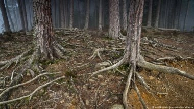 Nature Reconsidered: Why It's Making Us Anxious