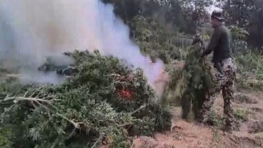 India News | Tripura: Over 5 Lakh Cannabis Plants Worth Rs 75 Cr Destroyed in Massive Anti-Narcotics Operation