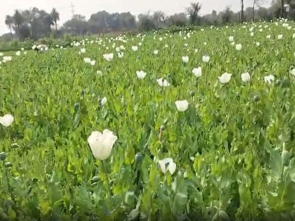India News | Rajasthan: Weather Concerns Mount for Opium Farmers in Bhilwara Region
