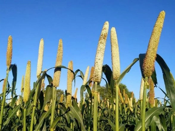 India News | J-K: Woman in Border Village Running Millets Restaurant Inspires Self-employment