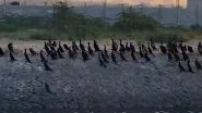 India News | Tamil Nadu: Flocks of Cormorants Spotted at Estuary Coastal Area Near Thoothukudi Port