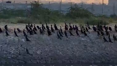 India News | Tamil Nadu: Flocks of Cormorants Spotted at Estuary Coastal Area Near Thoothukudi Port