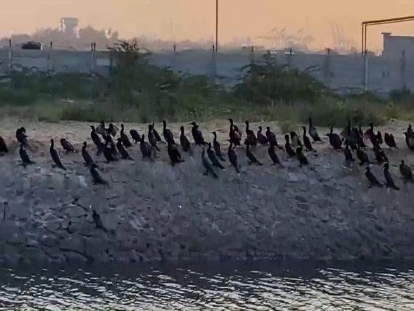 India News | Tamil Nadu: Flocks of Cormorants Spotted at Estuary Coastal Area Near Thoothukudi Port