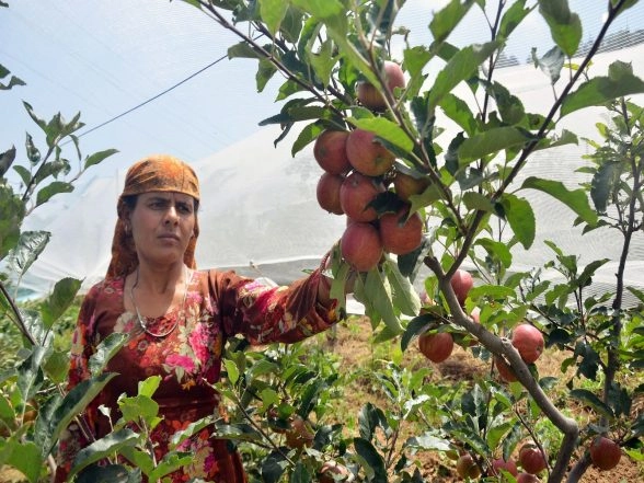 India News | Himachal's Apple Growers Plan Mass Agitation Against Zero-tariff US Apple Imports, Seek State Support