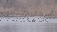 India News | Migratory Birds Thrive in Kashmir as Government Strengthens Ecological Tourism and Wetland Protection