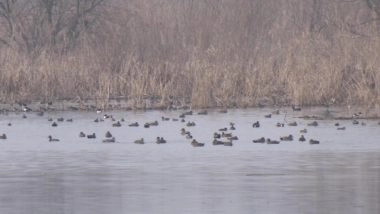 India News | Migratory Birds Thrive in Kashmir as Government Strengthens Ecological Tourism and Wetland Protection