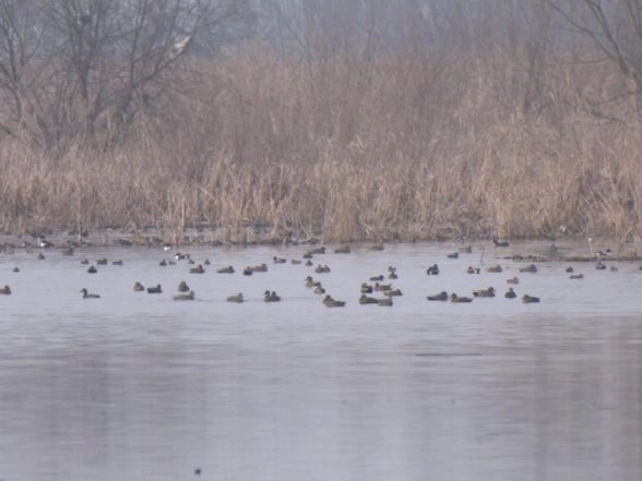India News | Migratory Birds Thrive in Kashmir as Government Strengthens Ecological Tourism and Wetland Protection