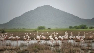 India News | Foreign Tourists from over 52 Countries Regularly Visit Chhari-Dhandh to Take Glimpse of Its Rich Diversity