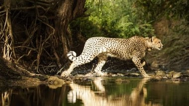 India News | Namibian Cheetah Aasha Gives Birth to Five Cubs, India's Cheetah Count Rises to 35