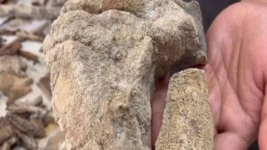 India News | 148 Lichen Species with Potential Anti-cancer Properties Identified in Simlipal National Park; Highest Ever in Odisha