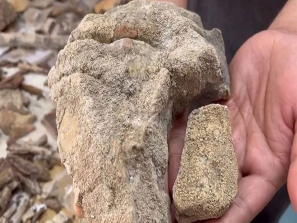 India News | 148 Lichen Species with Potential Anti-cancer Properties Identified in Simlipal National Park; Highest Ever in Odisha