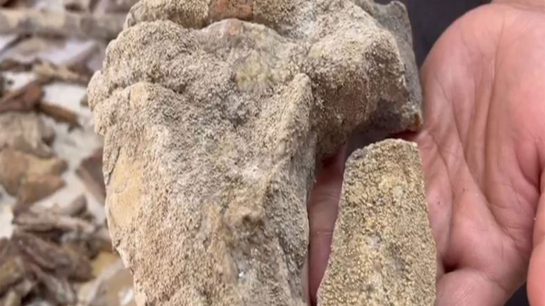 India News | 148 Lichen Species with Potential Anti-cancer Properties Identified in Simlipal National Park; Highest Ever in Odisha